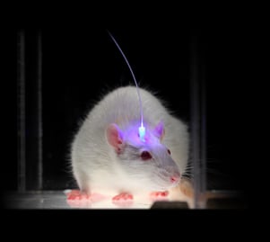 optogenetics