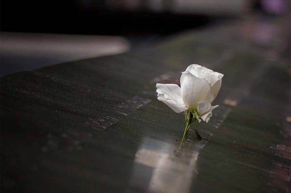 911-anniversary-rose-1200x800