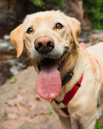 happy-dog@600x750