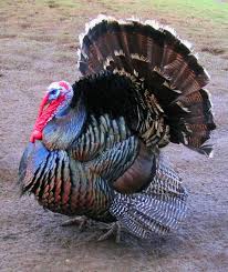 turkey.jpeg